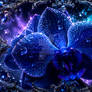 blue flower-blue orchid
