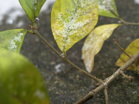 Winter leaf