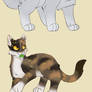 ThunderClan Medicine Cats