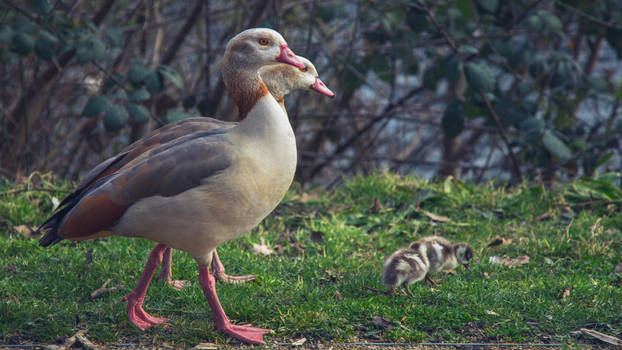 Walking with the kids