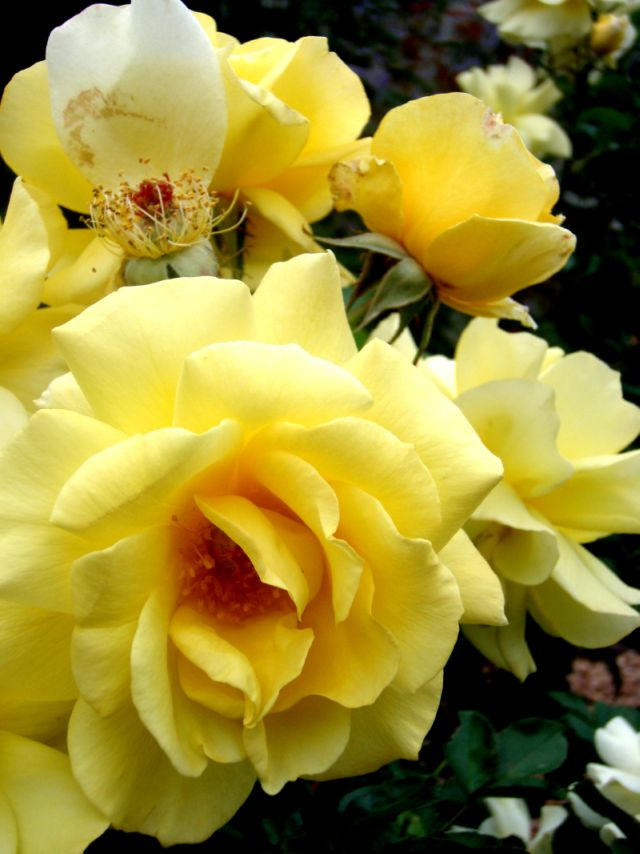 Monter Roses Mountian Roses by RaptorCraz on DeviantArt
