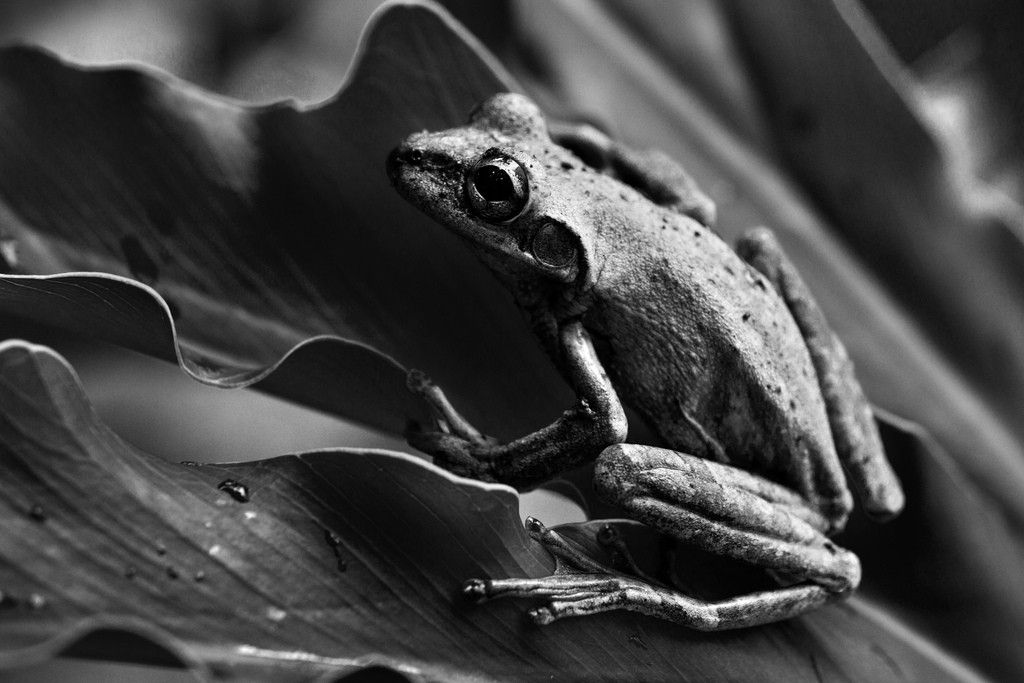 Tree Frog