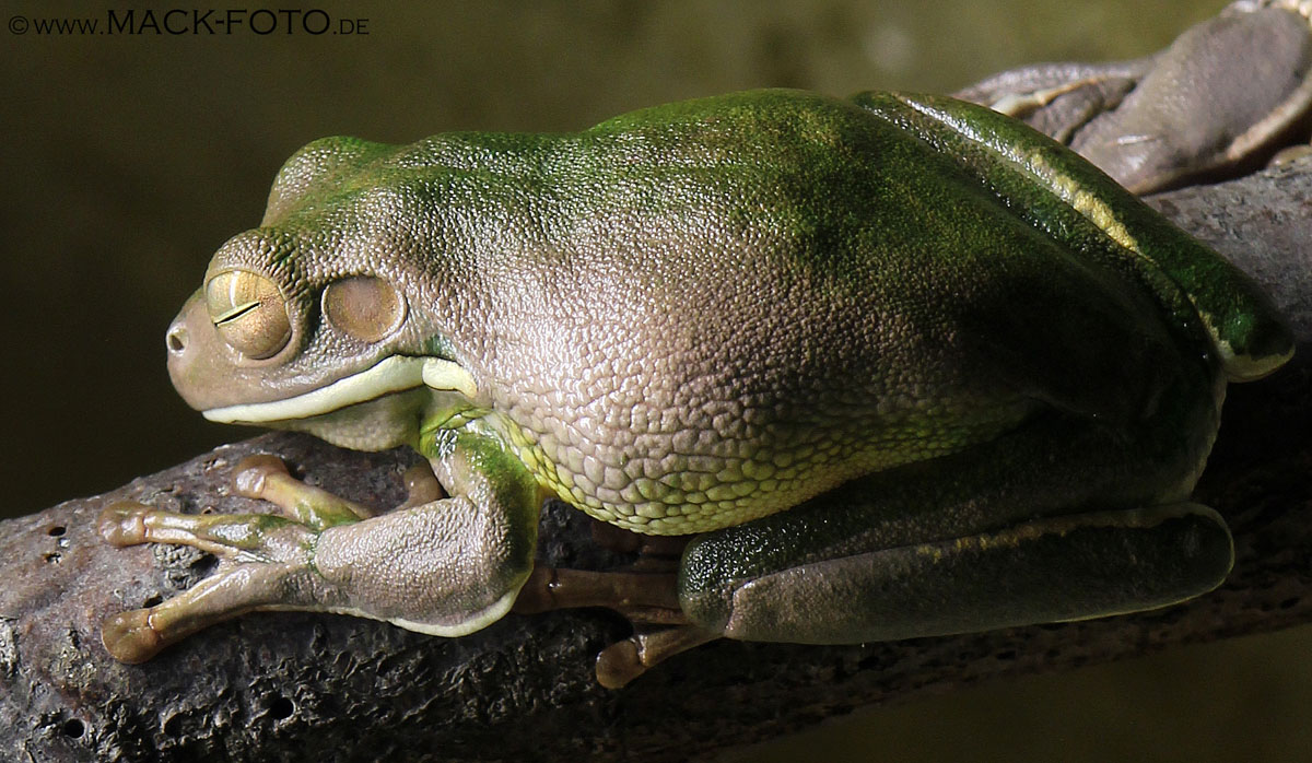 ...Frog in detail...