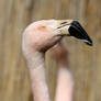 ...flamingo portrait...