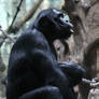 ...Bonobo 1...