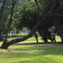 Tree In Field -STOCK