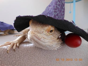 The Lizard Wizard