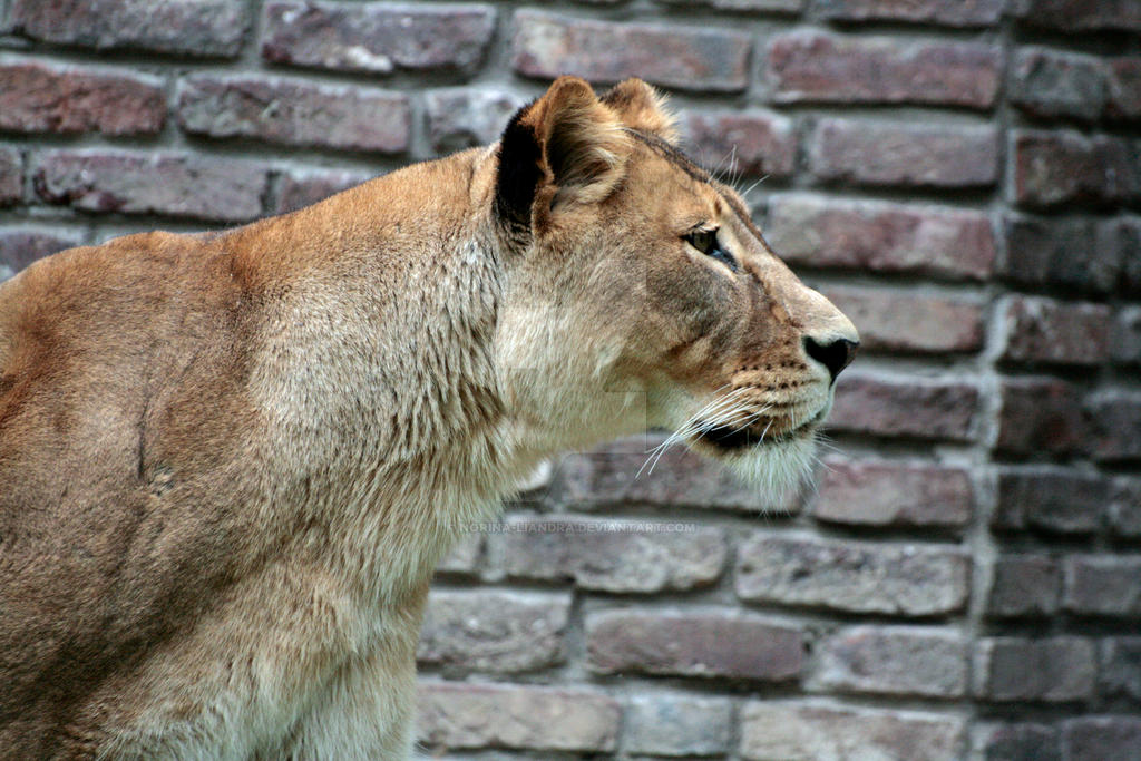 Lion Rendra Lion by norina-liandra on DeviantArt