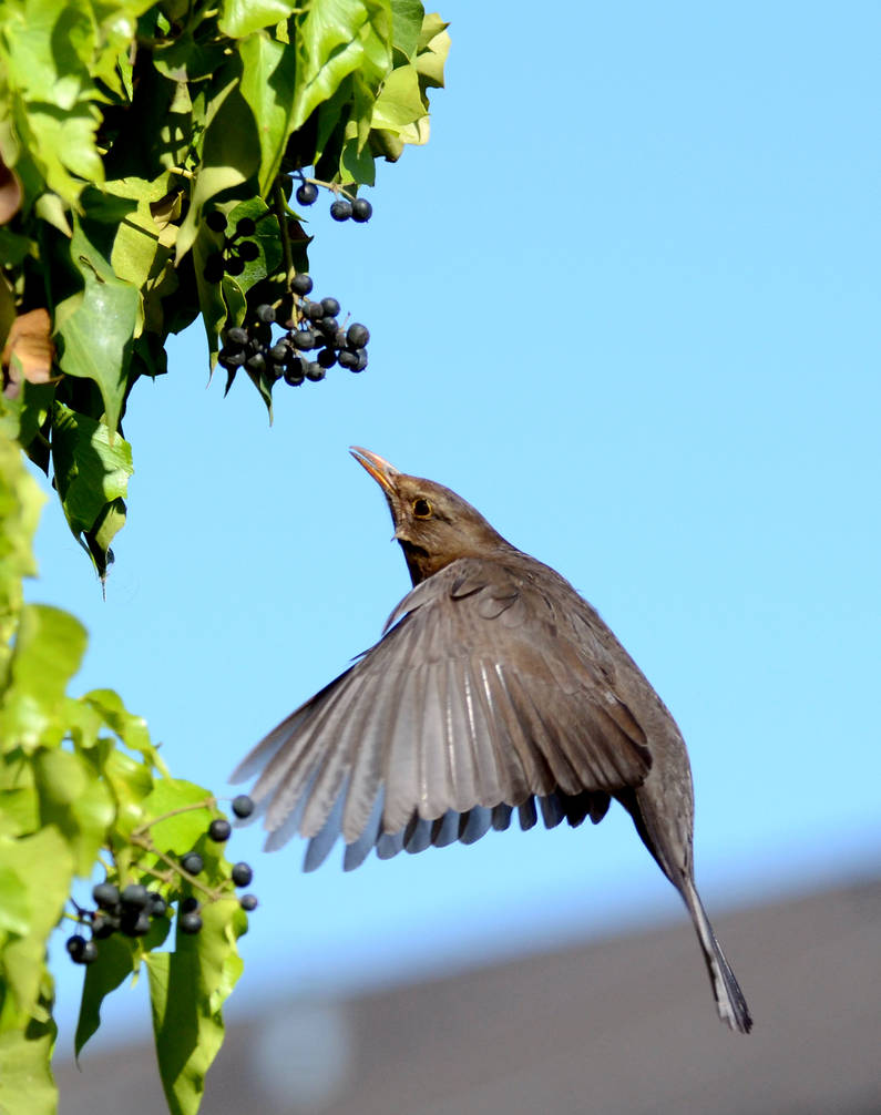 Blackbird 3