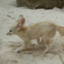 Fennec fox
