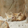 Fennec foxs