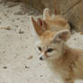 Fennec fox two