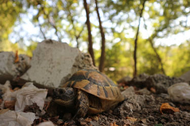 Turtle in the Forest among stones and trees