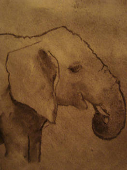 Elephant : Charcoal