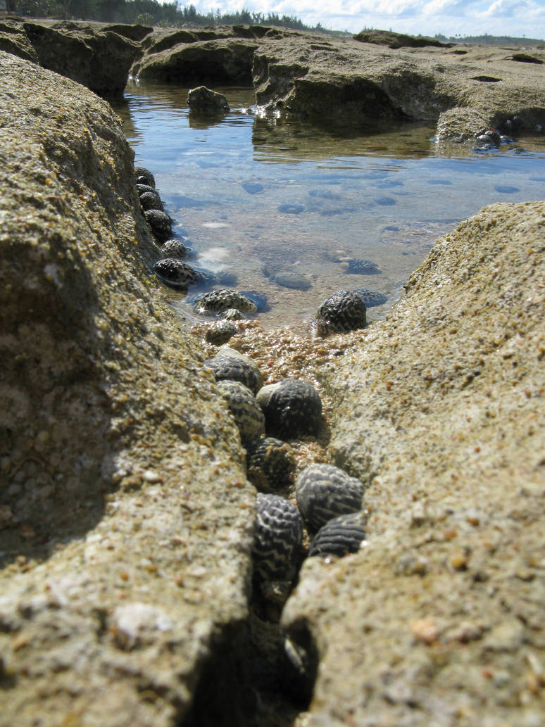 Mollusk River by Pollito-is-Artzy on DeviantArt