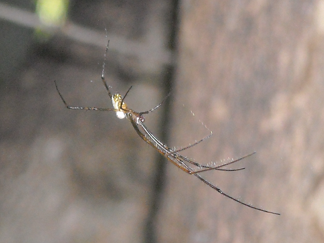 Silver Orb Weaver Spider 6