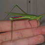 Grasshopper Pointed Head 1