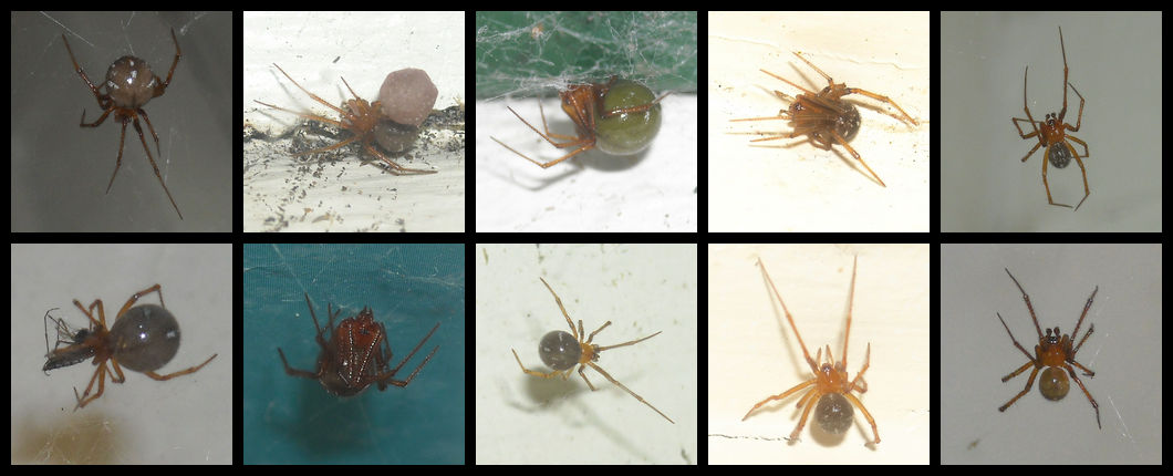 Red House Spider Photos by UltimateDoomer on DeviantArt