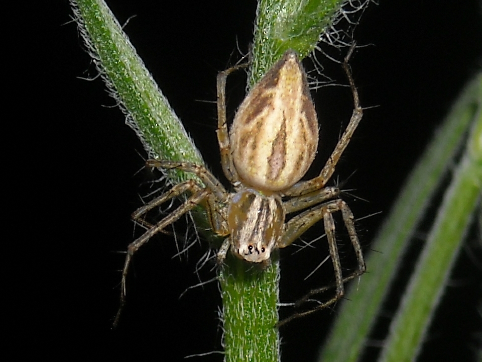 Lynx Spider 4