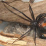 Redback Spider 2
