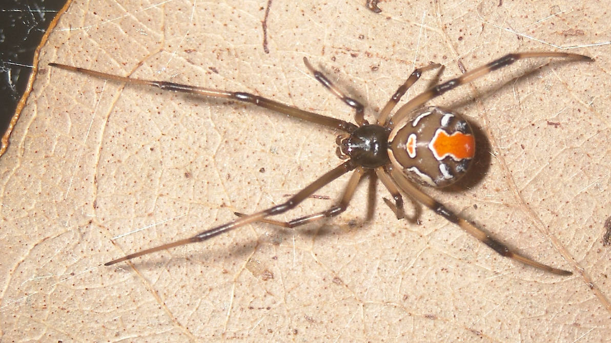 Redback Spider 5 (j) by UltimateDoomer on DeviantArt