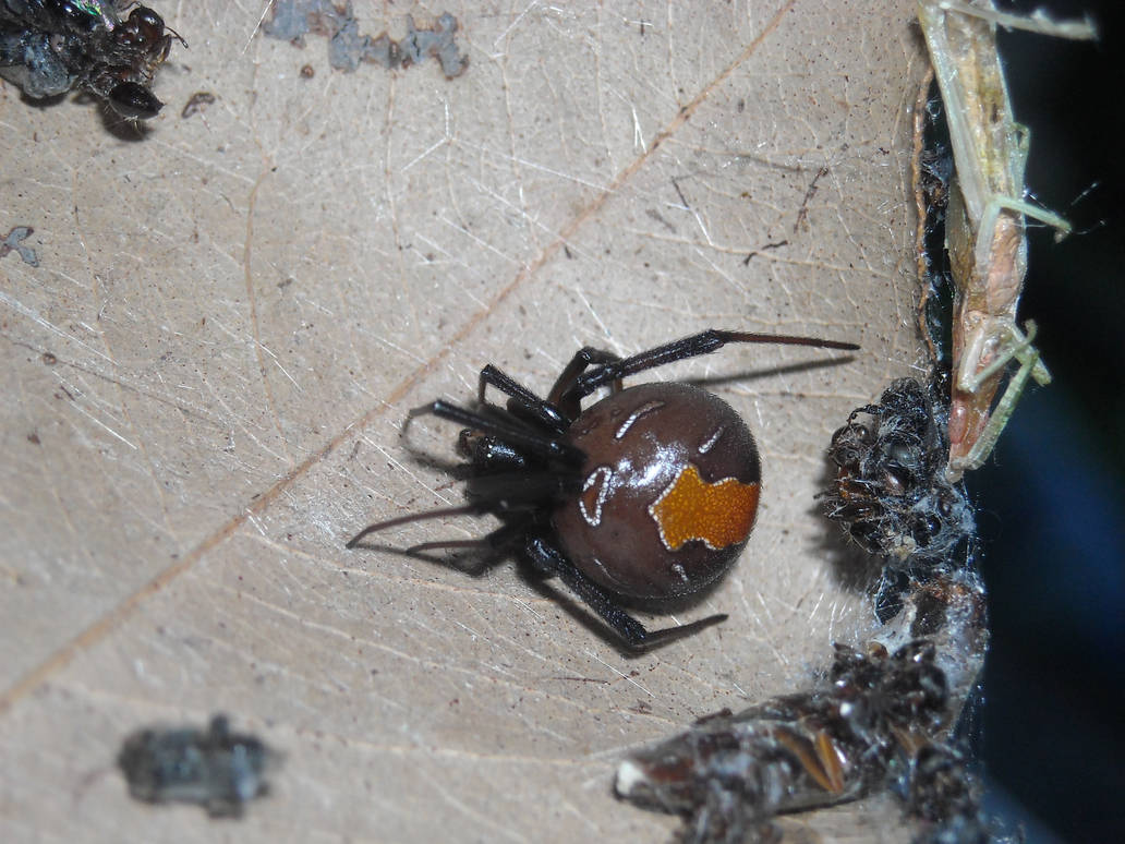 Redback Spider 5 - 3 by UltimateDoomer on DeviantArt