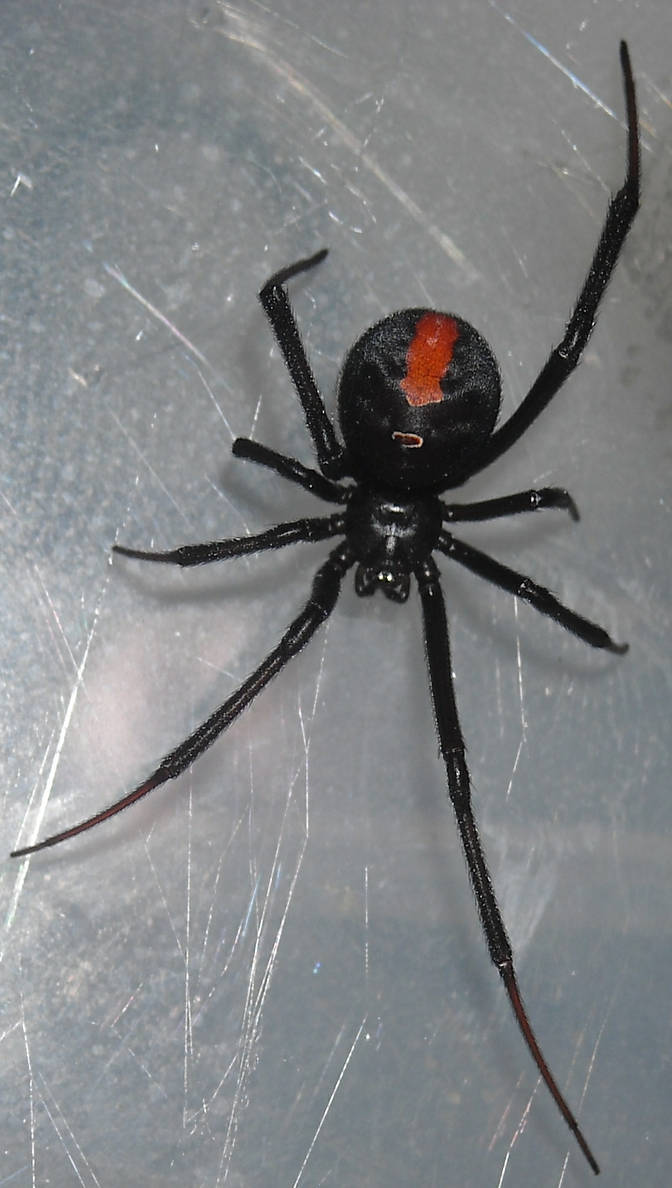 Redback Spider 9 by UltimateDoomer on DeviantArt