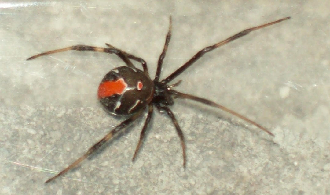Redback Spider 47 by UltimateDoomer on DeviantArt