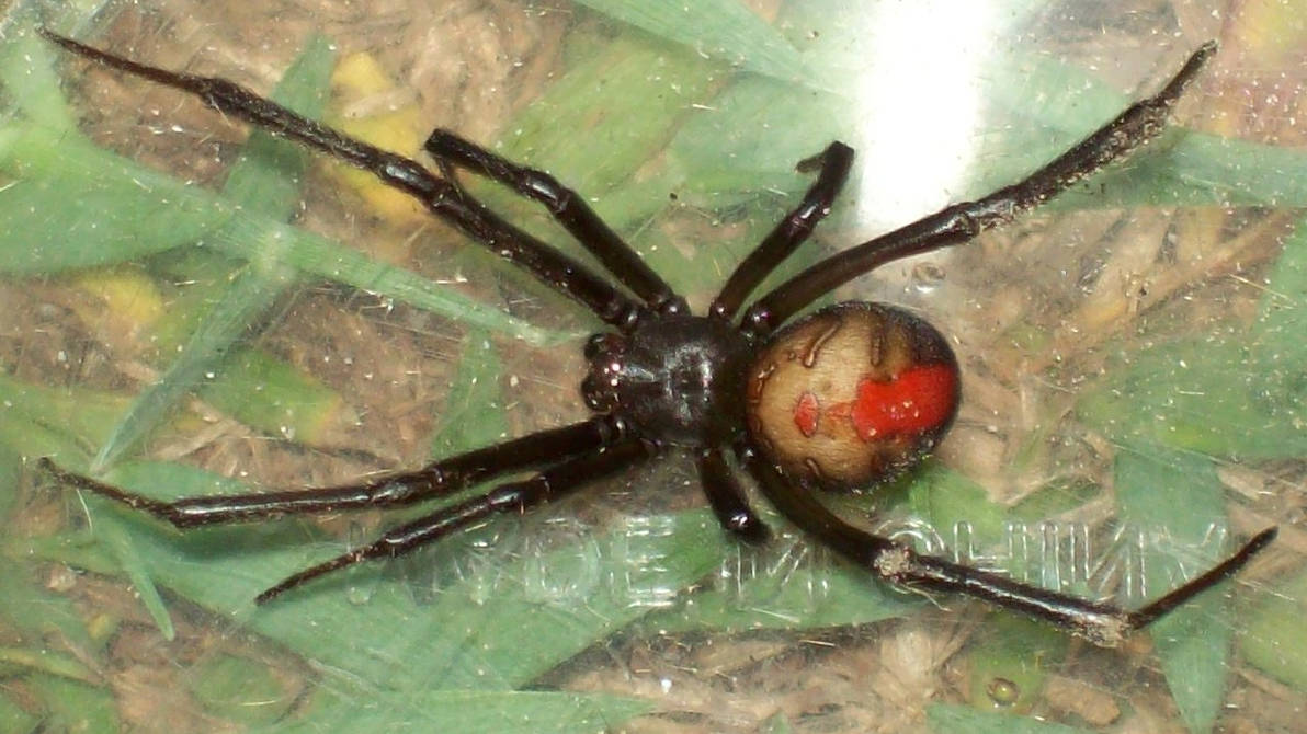 Redback Spider 51 - 2 by UltimateDoomer on DeviantArt