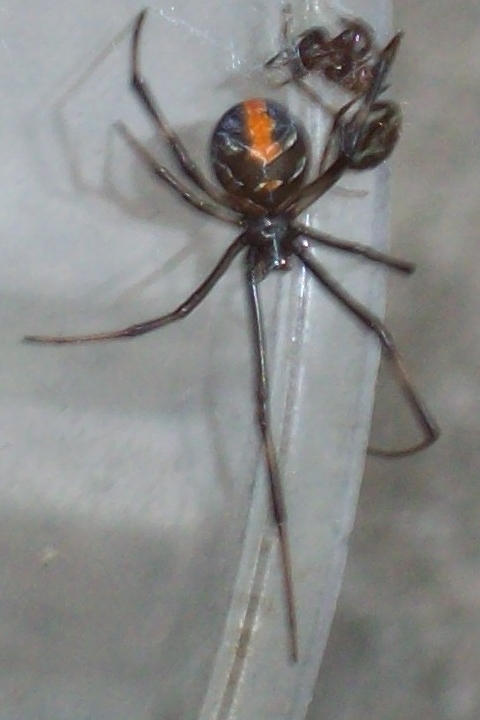 Redback Spider 80 by UltimateDoomer on DeviantArt