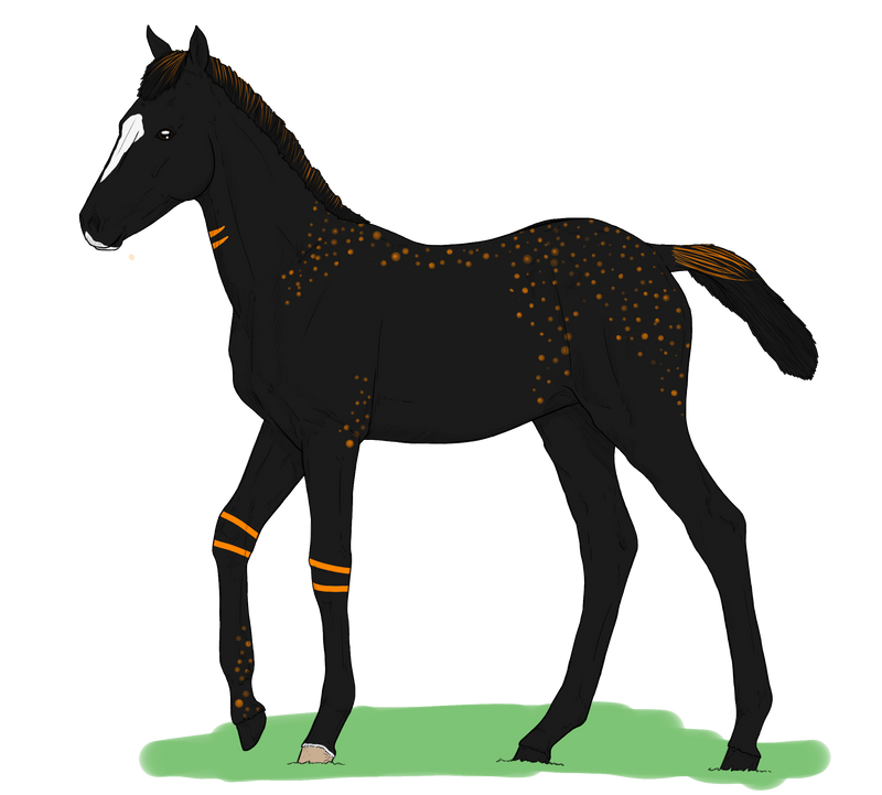 Hastar foal 12