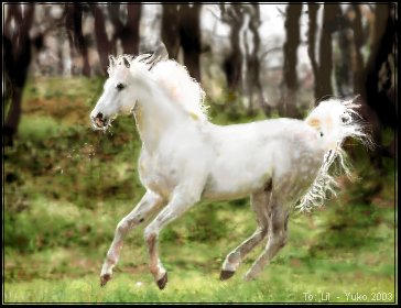 Arabian Stallion