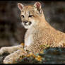 Cougar Cub