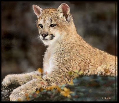 Cougar Cub