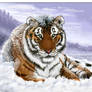 Siberian Tiger in Snow