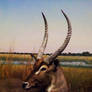 Horn Stock 1