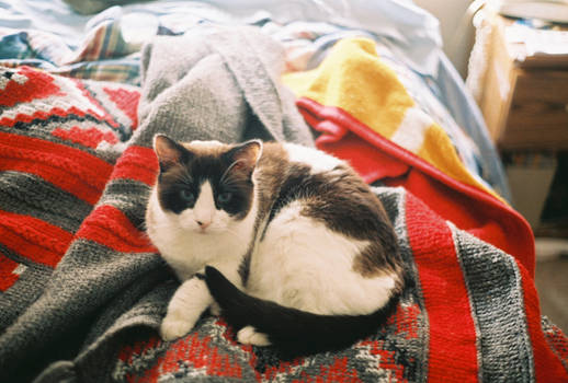 Natasha Lying on Quilt