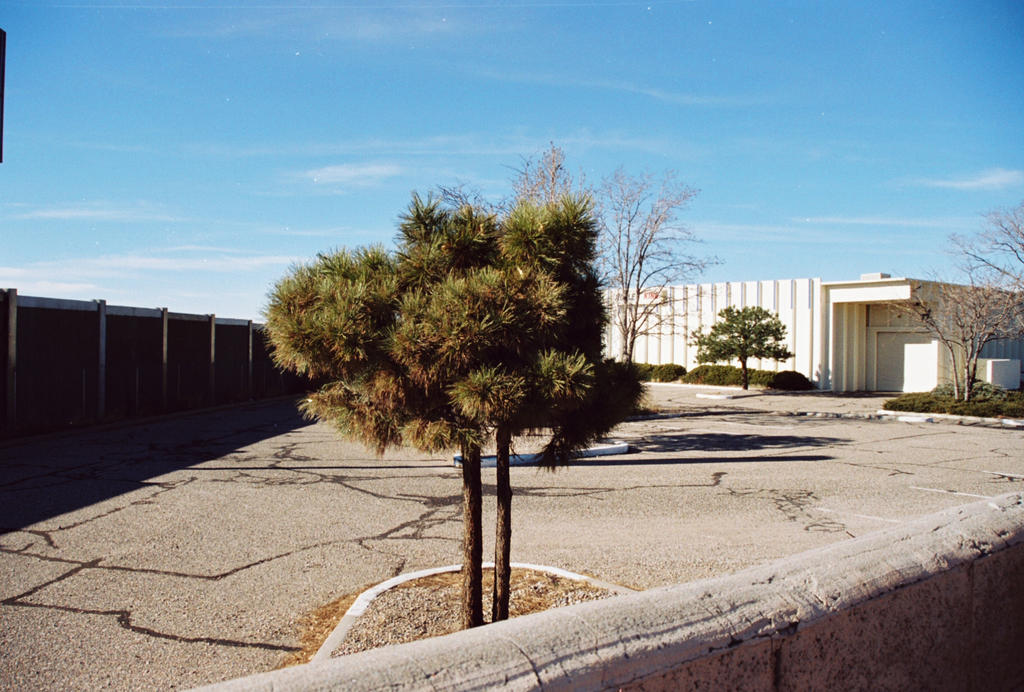 Pine Tree on the Grounds of Roller King by Texas1964 on DeviantArt