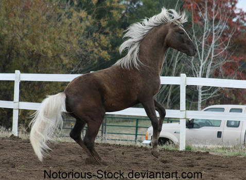 Morgan Stallion 005