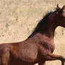 Half Arabian Foal 002