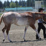 Horse Show Stock 003