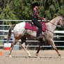 Horse Show Stock 010