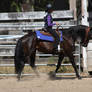 Horse Show Stock 017