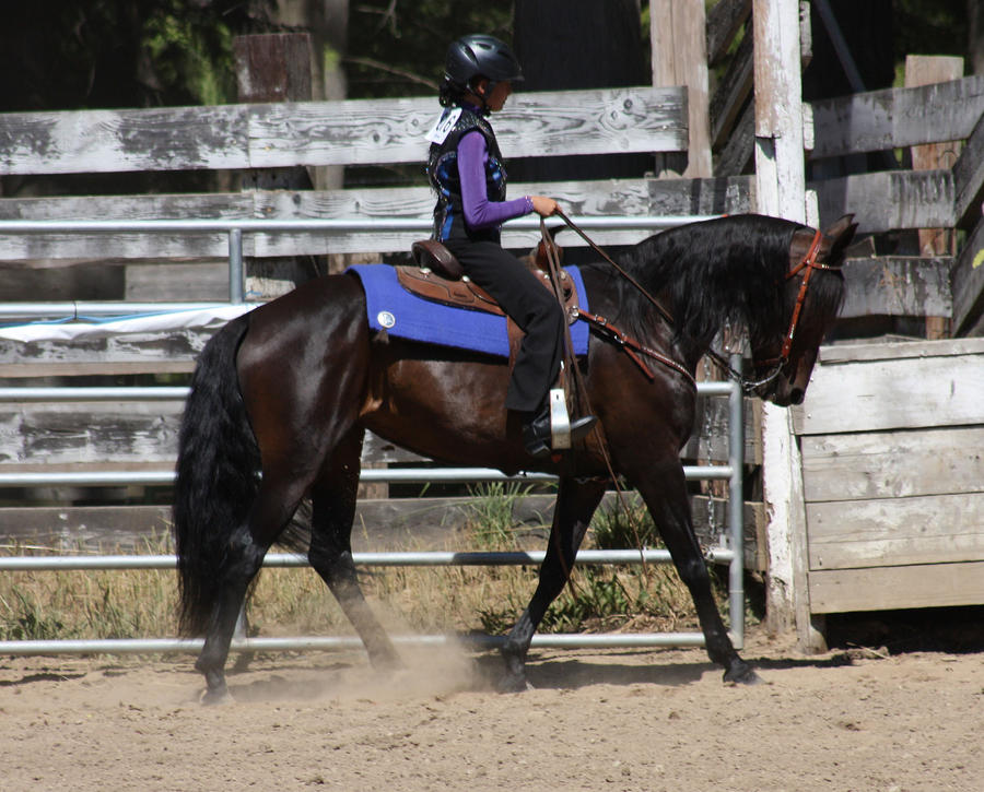 Horse Show Stock 017