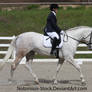 Dressage 026