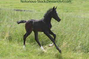 Arabian Colt 002