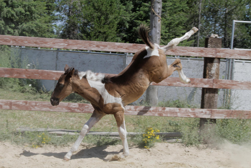 Bucking Vs Rearing Pose - Bucking and Rearing on EquineStock-Pose - DeviantArt