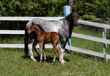 Bay Warmblood Colt 010