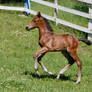 Bay Warmblood Colt 019