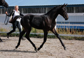 Black Warmblood Filly 003